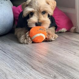 Miniature Schnauzer Puppies from Crown Schnauzers KC