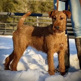 Irish Terrier and Scottish Terrier Puppies from Avonlea Terriers