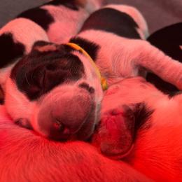 Minnie - Black tan and bluetick female Beagle puppy in Jasper, Texas from Beech Grove Beagles