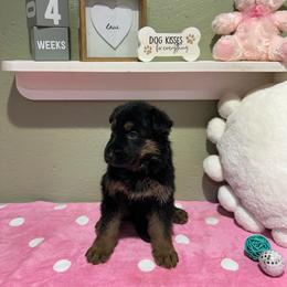 Harper - Black and tan female German Shepherd puppy in Stanardsville, Virginia from Majestic K9 LLC