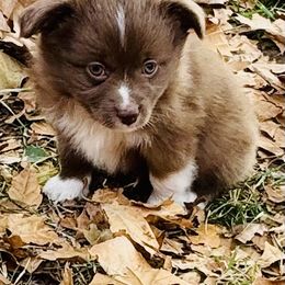 Red bi boy - Red & white male Toy Australian Shepherd puppy in Oklahoma City, Oklahoma from Faith River Aussies