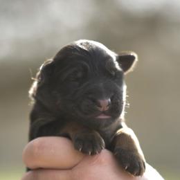 Isla - Black and red female German Shepherd puppy in Canton, Texas from WILDWOOD GERMAN SHEPHERDS