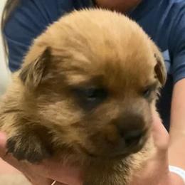 Kolache's Girl 1 - Red female Norfolk Terrier puppy in Bristol, Tennessee from Holston Hollow Farm