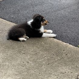 Shetland Sheepdog Puppies from Buckeye Shelties