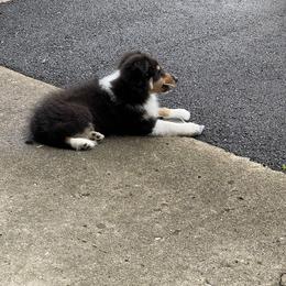 Shetland Sheepdog Puppies from Buckeye Shelties