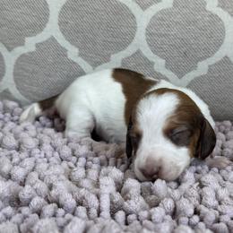 AKC Boy 2 - Red male Dachshund puppy in Joshua Tree, California from Desert Dreams Ranch