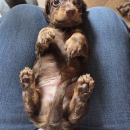 Dachshund Puppies from Mobile Mini Dachshunds