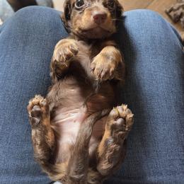 Dachshund Puppies from Mobile Mini Dachshunds