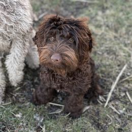 Sammy - Australian Labradoodle