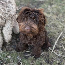 Sammy - Australian Labradoodle