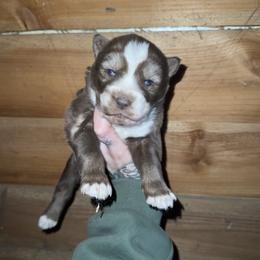 Boy 1 - Brown and white male Siberian Husky puppy in Iron River, Wisconsin from Wiemeri Siberians