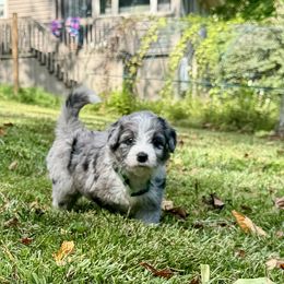 Aussiedoodle Puppies from Doodle Duo