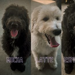 Aussiedoodle Puppies from Muddy Puppy Farm