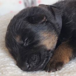 Venom - Black and tan German Shepherd puppy in Warner Robins, Georgia from MaeBella Shepherd Kennels