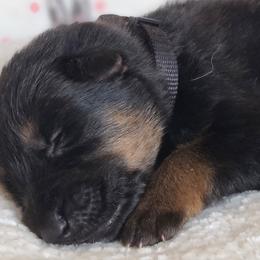 Venom - Black and tan German Shepherd puppy in Warner Robins, Georgia from MaeBella Shepherd Kennels