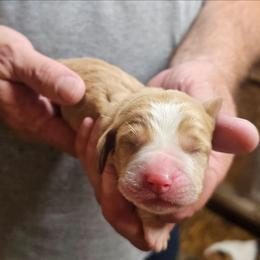 Female 3 - Red and white female Basset Hound puppy in Trade, Tennessee from TN Miniature Dachshunds & Basset Hounds