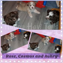 Havanese Puppies from Happy Havi Tails