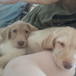 Oscar - Cream male Labradoodle puppy in Henderson, Nevada from Hills labradoodles