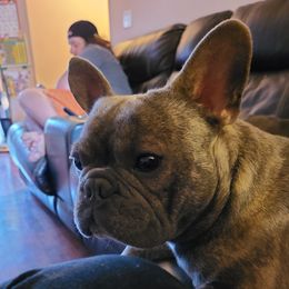 Angus  - French Bulldog