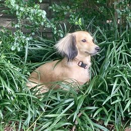 Ellie Mae - Dachshund