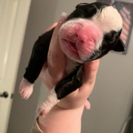 Girl 3 - Boxer puppy in Henderson, Tennessee from Vom Broadvalley