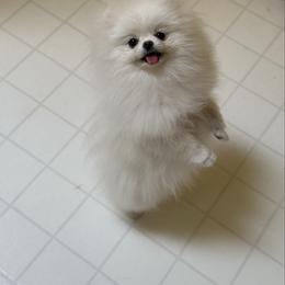 Eve - White female Pomeranian puppy in Denver, Colorado from Diana's Pomeranians