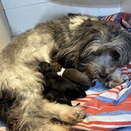 Havanese puppies from PT Havanese
