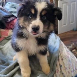 Mashed Tater - Black tri male Miniature Australian Shepherd puppy in Goode, Virginia from Furner Farms