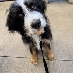 HARVEY harvest - male Australian Mountain Doodle puppy in Taylors, South Carolina from Aspen Mountain Doodles LLC