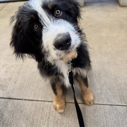 HARVEY harvest - male Australian Mountain Doodle puppy in Taylors, South Carolina from Aspen Mountain Doodles LLC