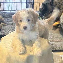 Cody - Apricot male Aussiedoodle puppy in Orange Cove, California from Sand Creek Ranch Aussiedoodles