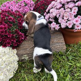 Basset Hound Puppies from Susan's Basset Hounds