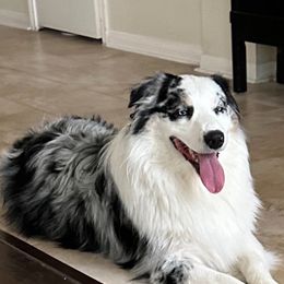 Hank - Australian Shepherd