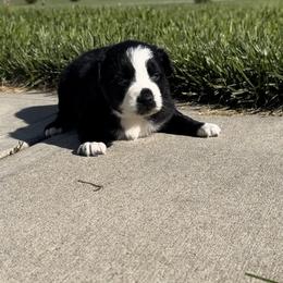 Dino - Black & white male Australian Shepherd puppy in Laotto, Indiana from Circle B working Aussies