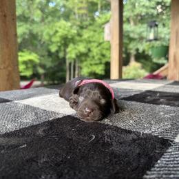 Pink Collar - Chocolate female Boykin Spaniel puppy in Comer, Georgia from Weavers Kennels