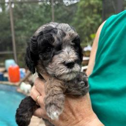 Black Collar - Merle female Goldendoodle puppy in Jacksonville, Florida from Southern Goldendoodles