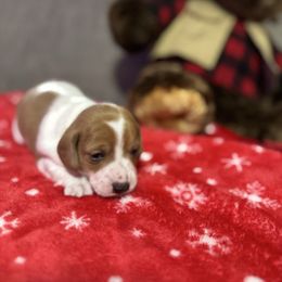 Uno - Piebald male Dachshund puppy in Athens, Alabama from 4 Moore Ranch