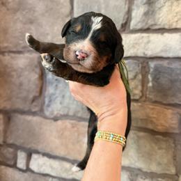 Teton - Tri-color male Bernedoodle puppy in Fort Meade, Florida from Baldwin Dood Ranch