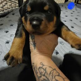 Rottweiler Puppies from Rottbies