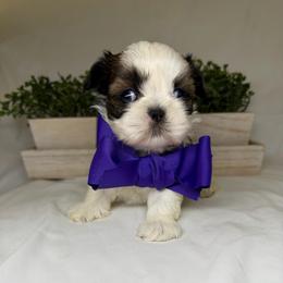 Lola - Black gold and white female Shih Tzu puppy in Bullhead City, Arizona from Arizona Shih Tzu Land