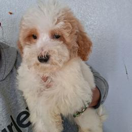 Pumba - Apricot male Goldendoodle puppy in Milwaukwe, Wisconsin from Wisconsin Doodles