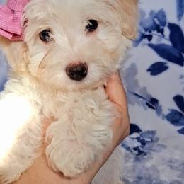 Maltipoo Puppies from Little Cupcakes and Little Pumpkins Maltipoos