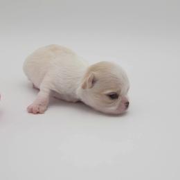 Chihuahua Puppies from Precious Paws of Florida