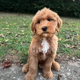 Tan Boy - Red  male Goldendoodle puppy in Richmond, Kentucky from The Doting Doodle