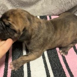 Boy 4 - Brindle male Great Dane puppy in Indianola, Iowa from Bull West Kennels
