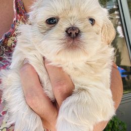 Margo - Liver female Shih Tzu puppy in Jacksonville, Florida from Shih Tzus of Jacksonville