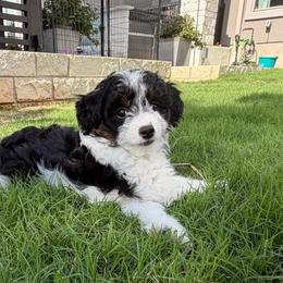 Garrett - Black tri-color male Aussiedoodle puppy in Cedar Park, Texas from Lollipups Mini Aussiedoodles