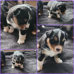 Girl 1 - Black tri Miniature American Shepherd puppy in Duchesne, Utah from Ivie Farms Miniature Shepherds