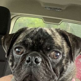 Molly - Pug