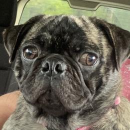 Molly - Pug